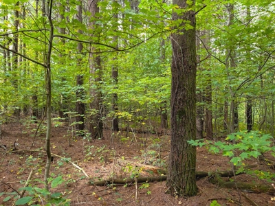 Land with Stream for Sale in Patrick County VA! - image 14