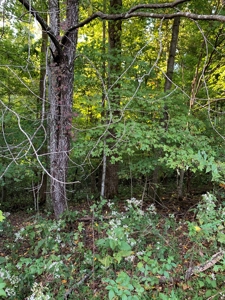 BM Billingsley Lane Gainesboro TN Land for sale - image 5