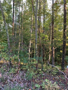 BM Billingsley Lane Gainesboro TN Land for sale - image 11