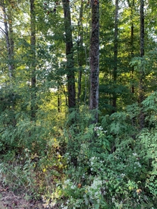 BM Billingsley Lane Gainesboro TN Land for sale - image 6