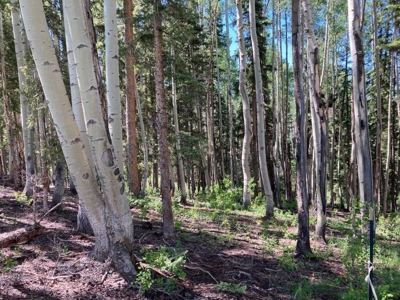SW Colorado Mountain Log Cabin For Sale Telluride Ridgway - image 10