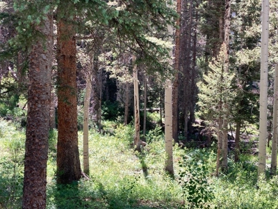 SW Colorado Mountain Log Cabin For Sale Telluride Ridgway - image 11
