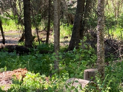 SW Colorado Mountain Log Cabin For Sale Telluride Ridgway - image 13
