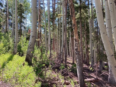SW Colorado Mountain Log Cabin For Sale Telluride Ridgway - image 9