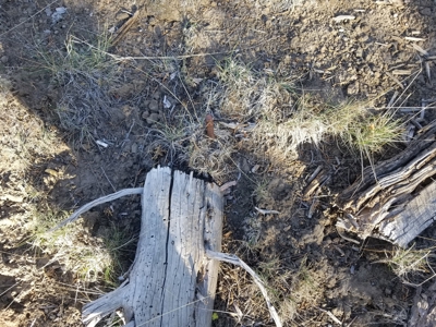 Rural Acreage - image 4