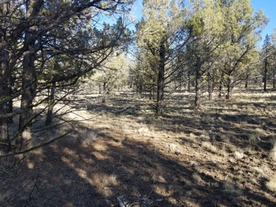 Rural Acreage - image 8
