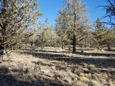 Rural Acreage - image 6
