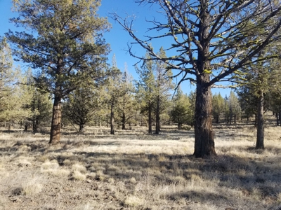Rural Acreage - image 5