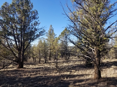 Rural Acreage - image 2