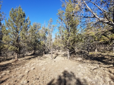 Rural Acreage - image 9