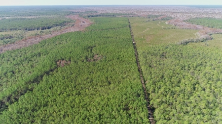Timber and Hunting Land in Bay County Florida For Sale - image 6