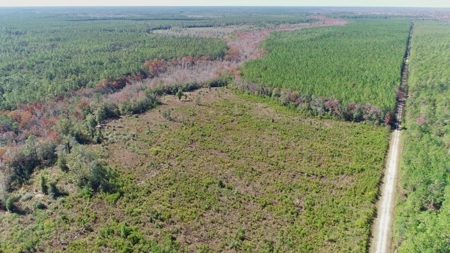 Timber and Hunting Land in Bay County Florida For Sale - image 5