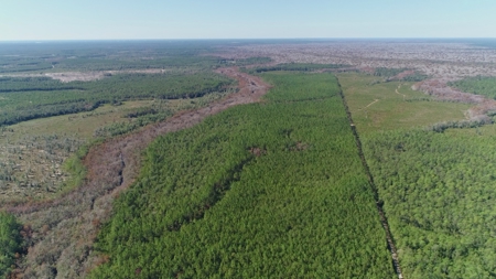 Timber and Hunting Land in Bay County Florida For Sale - image 2