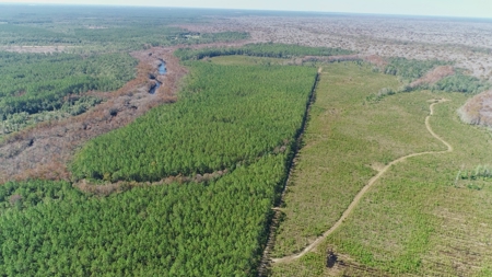 Timber and Hunting Land in Bay County Florida For Sale - image 4