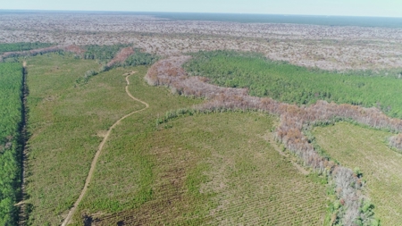 Timber and Hunting Land in Bay County Florida For Sale - image 3