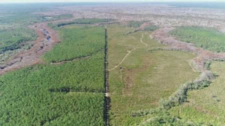 Timber and Hunting Land in Bay County Florida For Sale - image 7