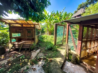 Titled Home with Rental Units, Isla Bastimentos - image 14