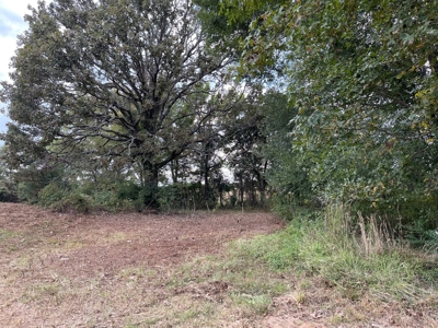Land For Sale, Morris County, Naples Texas - image 4