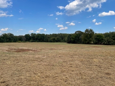 Land For Sale, Morris County, Naples Texas - image 3