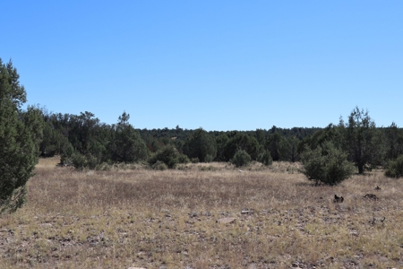 Beautiful Westwood Ranches Property - image 8