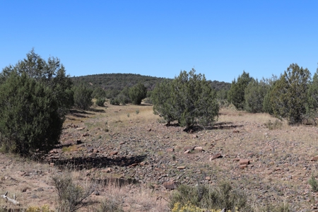 Beautiful Westwood Ranches Property - image 5