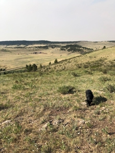 Central Montana Land on Judith River For Sale - image 2