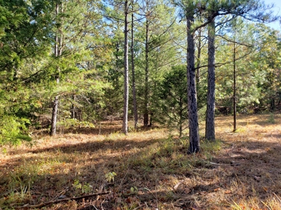 Blue Mountain 6.9 Acres Inside National Forest - image 16