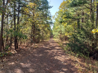 Blue Mountain 6.9 Acres Inside National Forest - image 32