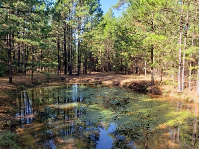 Blue Mountain 6.9 Acres Inside National Forest - image 3