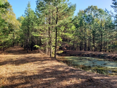 Blue Mountain 6.9 Acres Inside National Forest - image 4