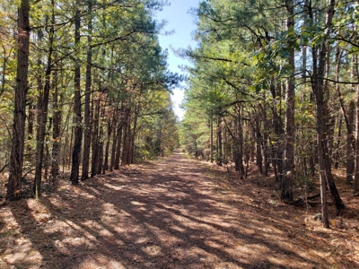 Blue Mountain 6.9 Acres Inside National Forest - image 31