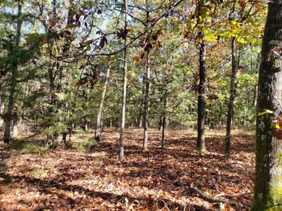 Blue Mountain 6.9 Acres Inside National Forest - image 19