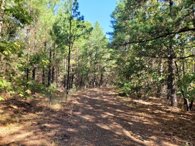 Blue Mountain 6.9 Acres Inside National Forest - image 30