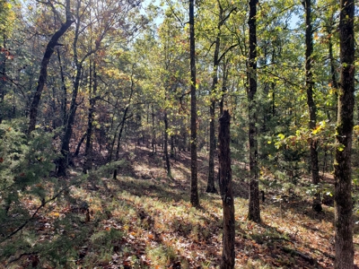 Blue Mountain 6.9 Acres Inside National Forest - image 20