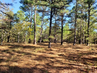 Blue Mountain 6.9 Acres Inside National Forest - image 29