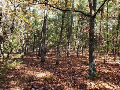 Blue Mountain 6.9 Acres Inside National Forest - image 23