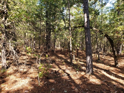 Blue Mountain 6.9 Acres Inside National Forest - image 14