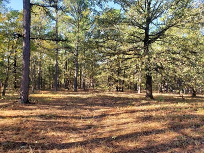 Blue Mountain 6.9 Acres Inside National Forest - image 7