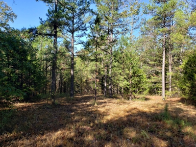 Blue Mountain 6.9 Acres Inside National Forest - image 17