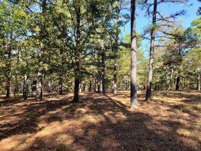 Blue Mountain 6.9 Acres Inside National Forest - image 28