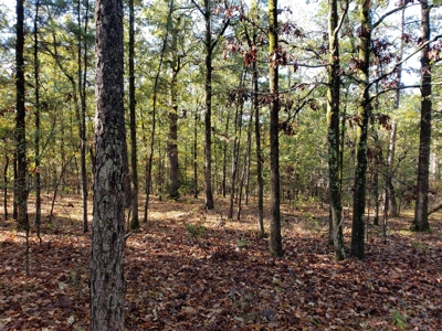 Blue Mountain 6.9 Acres Inside National Forest - image 11