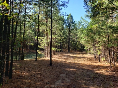 Blue Mountain 6.9 Acres Inside National Forest - image 2