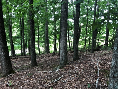 15 Acres Unrestricted Land For Sale in East TN - image 4