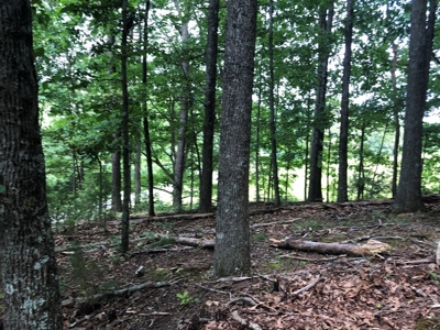 15 Acres Unrestricted Land For Sale in East TN - image 2