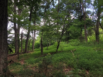 15 Acres Unrestricted Land For Sale in East TN - image 3