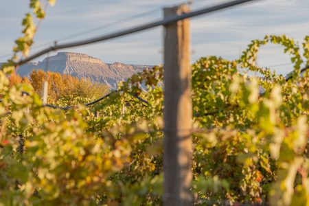 Colorado Whitewater Hill Vineyards and Winery For Sale - image 19
