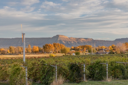 Colorado Whitewater Hill Vineyards and Winery For Sale - image 13