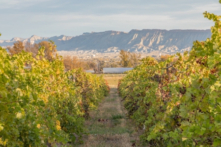Colorado Whitewater Hill Vineyards and Winery For Sale - image 17