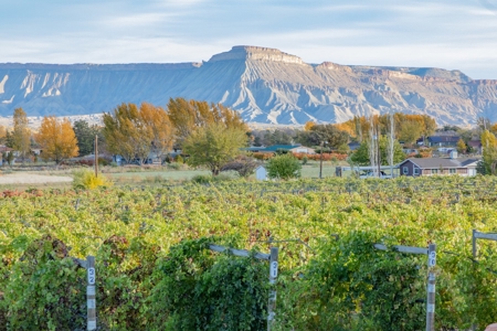 Colorado Whitewater Hill Vineyards and Winery For Sale - image 25
