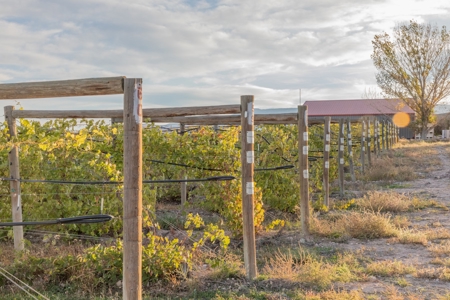 Colorado Whitewater Hill Vineyards and Winery For Sale - image 16